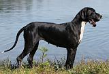 DOGUE ALLEMAND 075